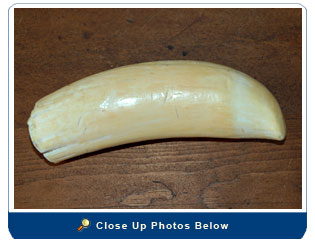 Sperm Whale's Tooth