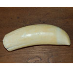 Sperm Whale's Tooth